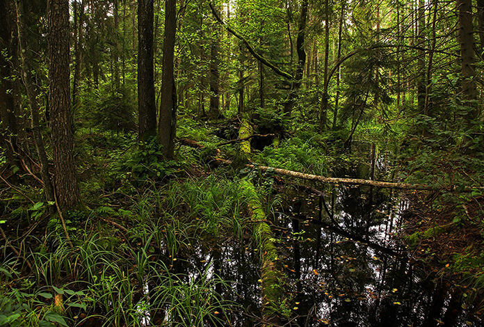 Foresta di Białowieża